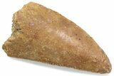 Serrated Raptor Tooth - Real Dinosaur Tooth #376471-1